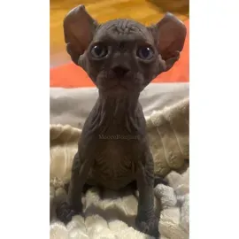 Эльф мальчик Барни