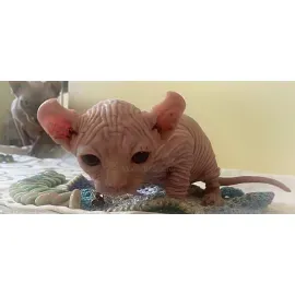 Двельф лонг девочка Дива