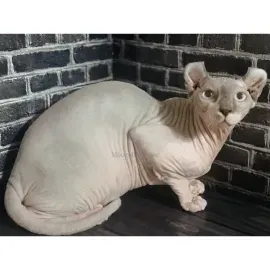 Двельф лонг мальчик Гарольд
