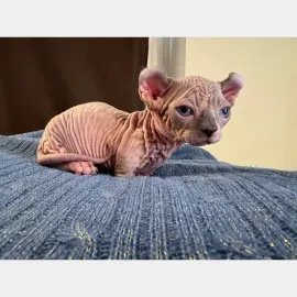 Двельф короткие лапы девочка
