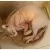 Котёнок эльф АльфКотёнок эльф Альф[image_num]