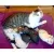 Котёнок эльф АльфКотёнок эльф Альф[image_num]