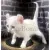 Котёнок эльф АльфКотёнок эльф Альф[image_num]